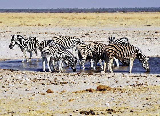 Namibias Nationalparks - Zebras im Etosha Nationalpark