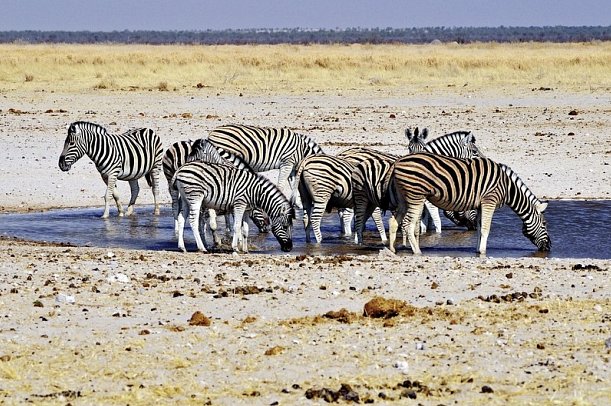 Namibias Nationalparks - Zebras im Etosha Nationalpark