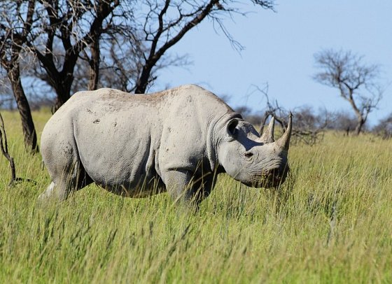 Namibias Nationalparks - Nashorn