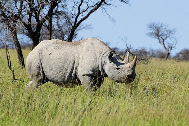 Namibias Nationalparks - Nashorn