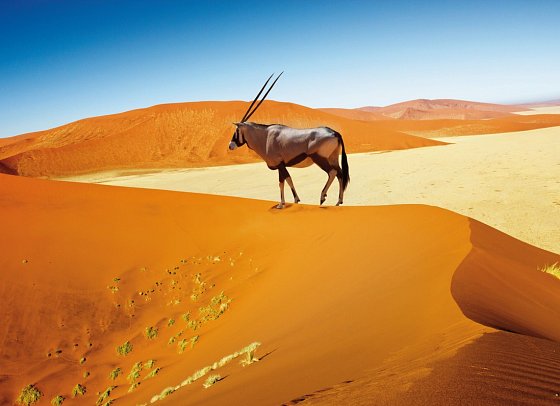 Namibias Nationalparks - Oryx Antilope im Sossusvlei