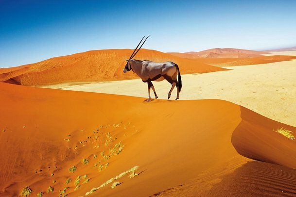 Namibias Nationalparks - Oryx Antilope im Sossusvlei
