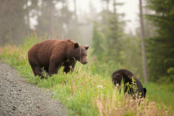 Bären, Wale & Vancouver Island - Bärenfamilie