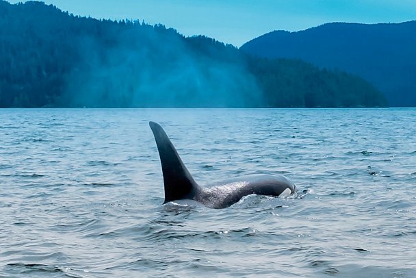 Bären, Wale & Vancouver Island - Walbeobachtung