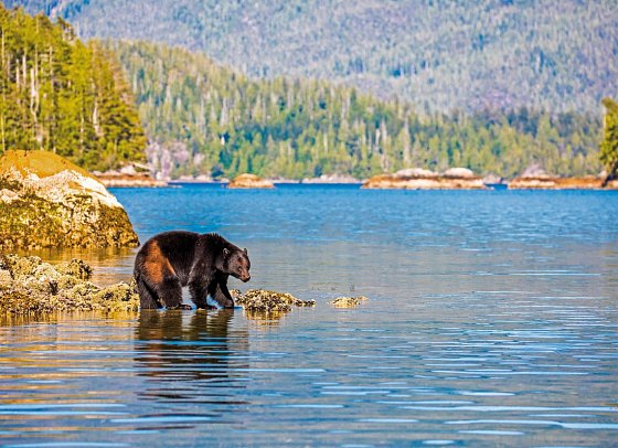 Bären, Wale & Vancouver Island - Bär auf Vancouver Island