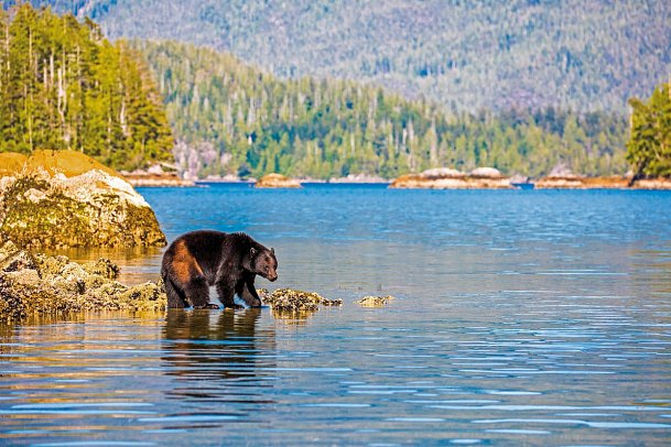 Bären, Wale & Vancouver Island - Bär auf Vancouver Island