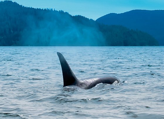 Bären, Wale & Vancouver Island - Walbeobachtung