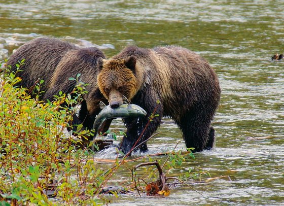 Bären, Wale & Vancouver Island - Grizzlies auf Lachsfang