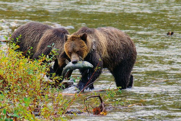 Bären, Wale & Vancouver Island - Grizzlies auf Lachsfang