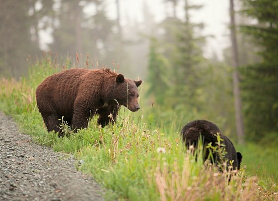 Bären, Wale & Vancouver Island - Bärenfamilie