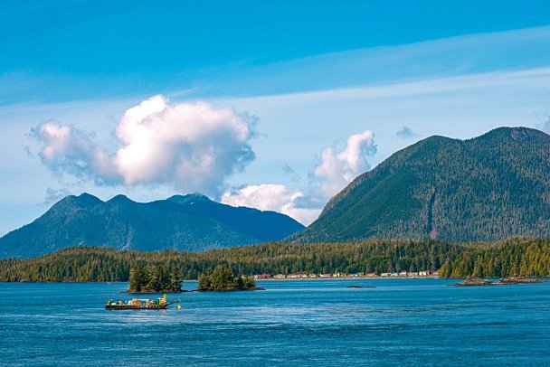 Bären, Wale & Vancouver Island - Meares Island