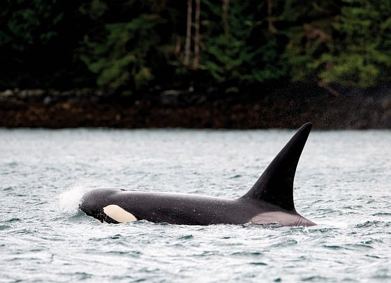 Bären, Wale & Vancouver Island