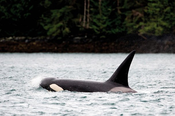 Bären, Wale & Vancouver Island