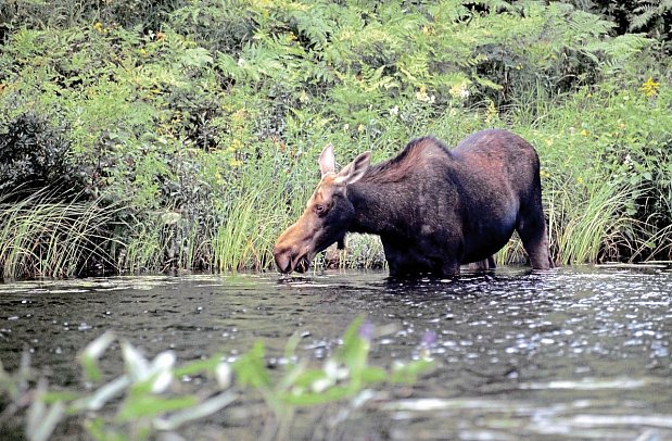Auf den Spuren der Elche
