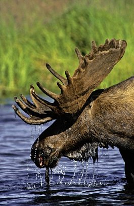 Auf den Spuren der Elche