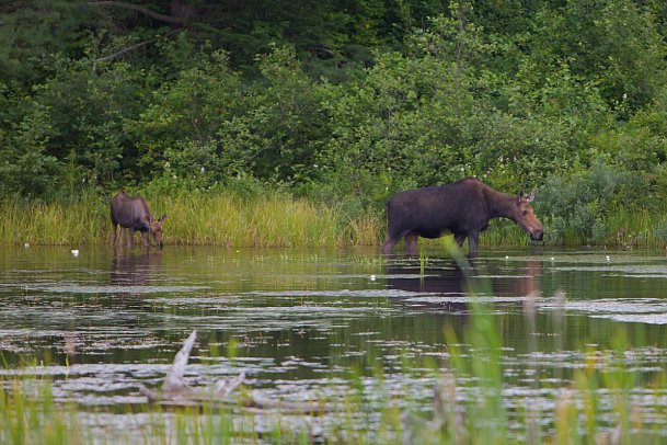 Auf den Spuren der Elche