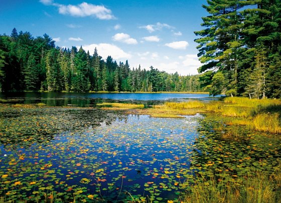 Auf den Spuren der Elche - Algonquin Provincial Park
