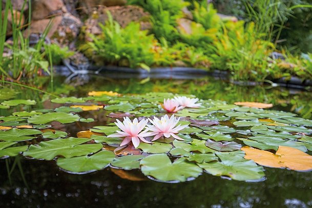 Kurpark Flair Hotel im Ilsetal