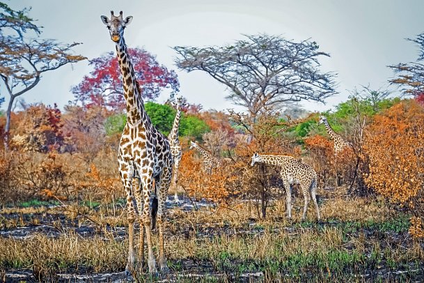 Saadani Safari (2 Nächte) - Giraffen, Saadani Nationalpark