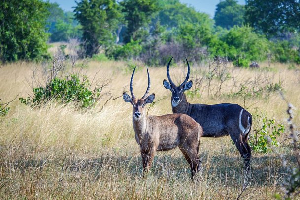 Saadani Safari (2 Nächte)