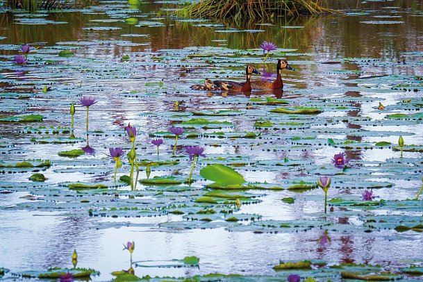 Saadani Safari (2 Nächte)