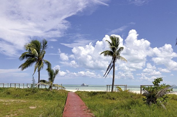 Starfish Cayo Guillermo