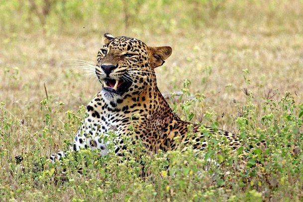 Jetwing Yala - Yala Nationalpark