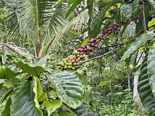 Puri Dajuma Beach Eco-Resort & Spa