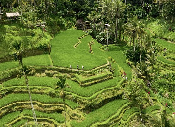 Alila Ubud