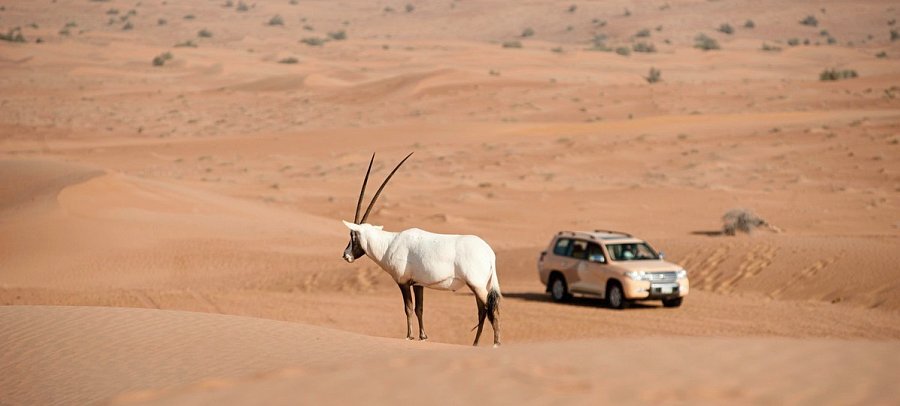 Al Maha, A Luxury Collection Desert Resort & Spa