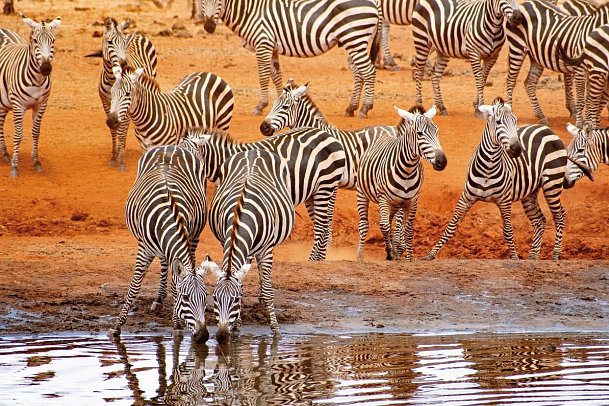 Papillon Lagoon Reef