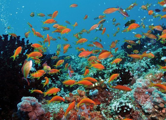 Niva Dhigali Maldives