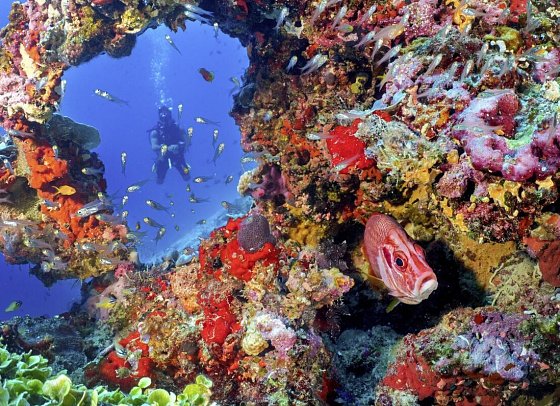 Eri Maldives