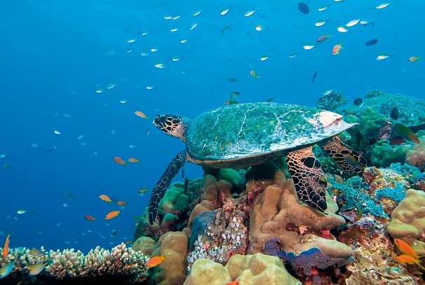 Embudu Village Maldives