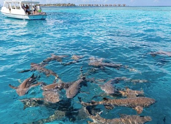 Embudu Village Maldives