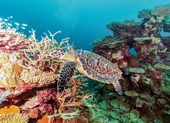 Park Hyatt Maldives Hadahaa