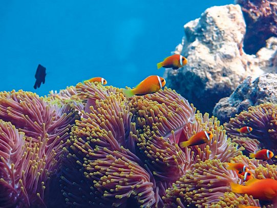 Park Hyatt Maldives Hadahaa