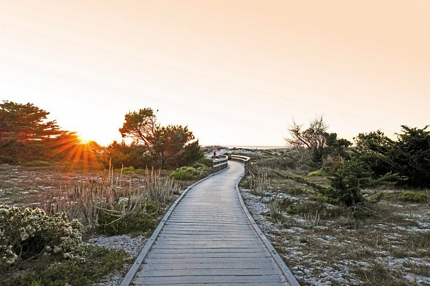 Asilomar State Beach & Conference Grounds