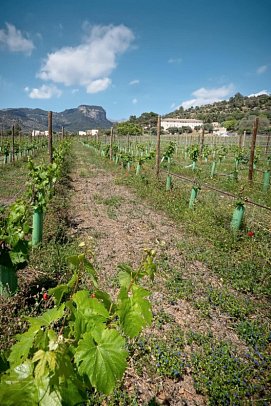 Finca Banyols, Vignette Collection by IHG