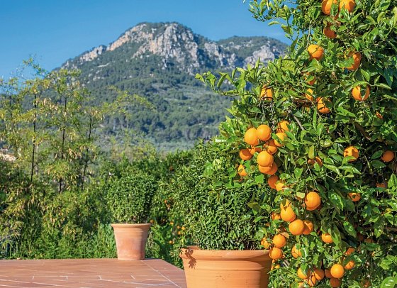 Finca Ca's Curial