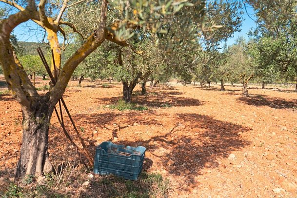 Finca Agroturismo Es Mayolet