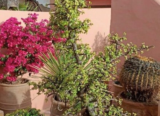 Riad Ifoulki