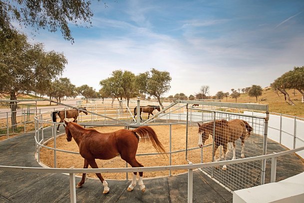 The Ritz-Carlton Ras Al Khaimah, Al Wadi Desert