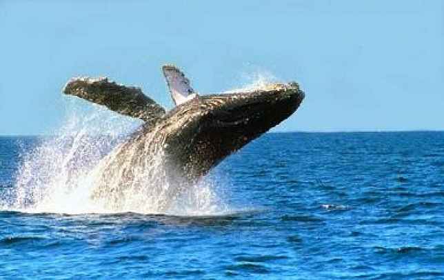 Grand Decameron Los Cabos