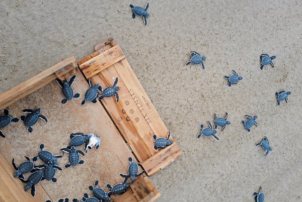 Six Senses Con Dao - Turtles Releasing