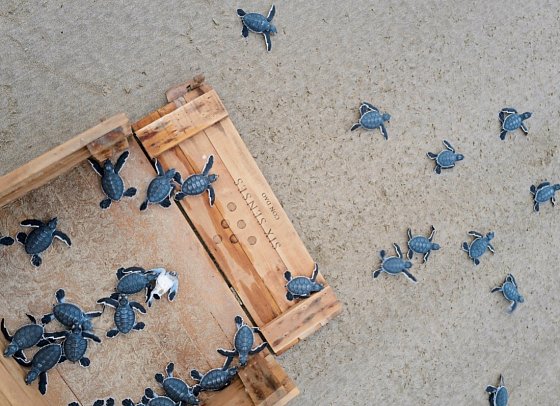 Six Senses Con Dao - Turtles Releasing