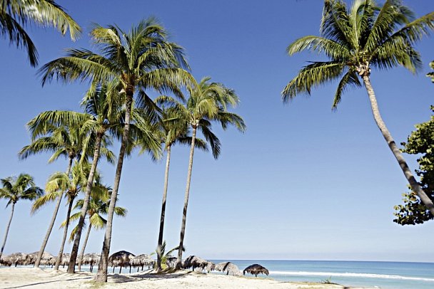 Starfish Cuatro Palmas