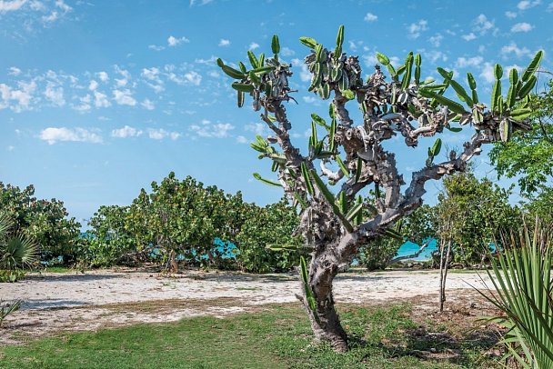 Valentin El Patriarca Varadero