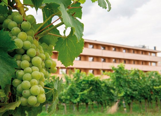 Sonnenhotel Weingut Römmert