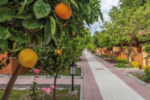Özlem Garden